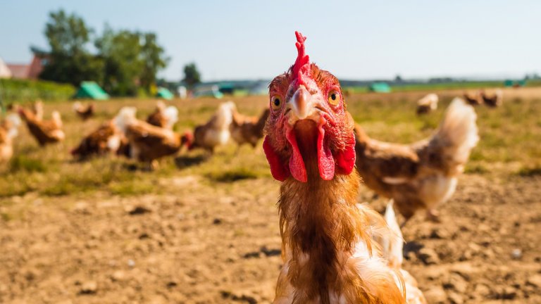 Chicken looking directly ahead on a poultry free range farm. Other chickens are grazing in the background.