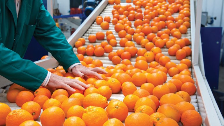 Employé effectuant le contrôle qualité d’oranges sur un convoyeur dans une usine agroalimentaire